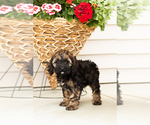 Small #4 Cocker Spaniel-Poodle (Miniature) Mix