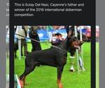 Small Photo #1 Doberman Pinscher Puppy For Sale in CROUSE, NC, USA