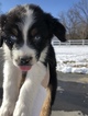 Small Photo #2 Australian Shepherd Puppy For Sale in ANDOVER, NJ, USA