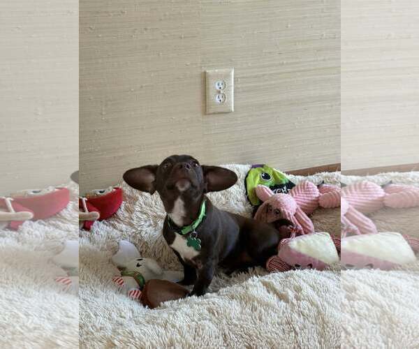 Medium Photo #2 Dachshund-Unknown Mix Puppy For Sale in Greenville, SC, USA