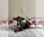 Small Photo #2 Dachshund-Unknown Mix Puppy For Sale in Greenville, SC, USA