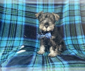 Schnauzer (Miniature) Puppy for sale in LAKELAND, FL, USA