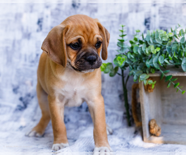 Medium Photo #48 Puggle Puppy For Sale in WAKARUSA, IN, USA