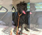 Small #1 Poodle (Standard) Mix