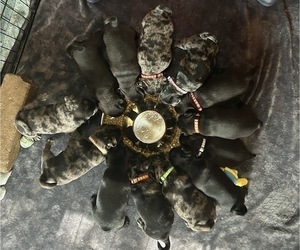Frenchie Pug Litter for sale in BLOOMINGTON, IL, USA