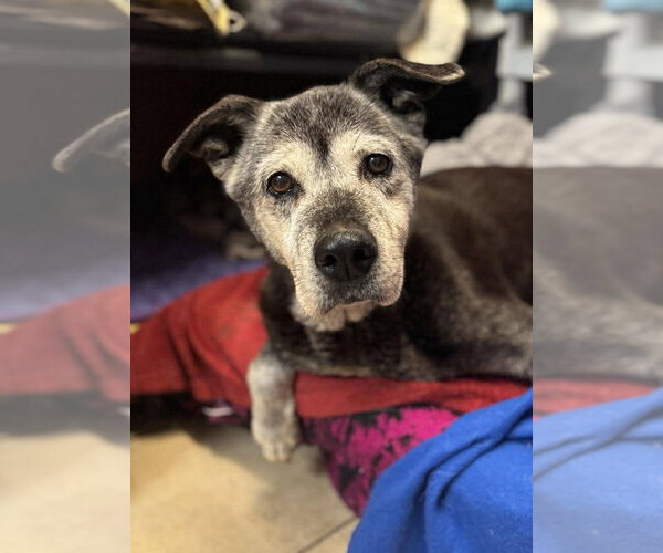 Medium Photo #1 Labrador Retriever Puppy For Sale in Matawan, NJ, USA