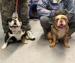 Small Photo #1 Bulldog Puppy For Sale in LOUISVILLE, KY, USA