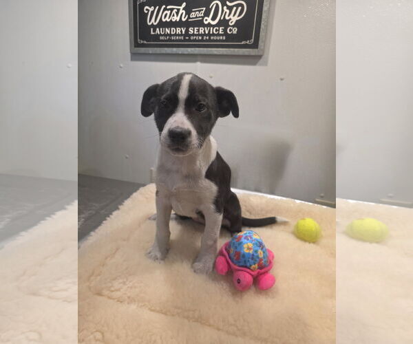 Medium Photo #5 Aussiedor Puppy For Sale in SHERBURNE, NY, USA