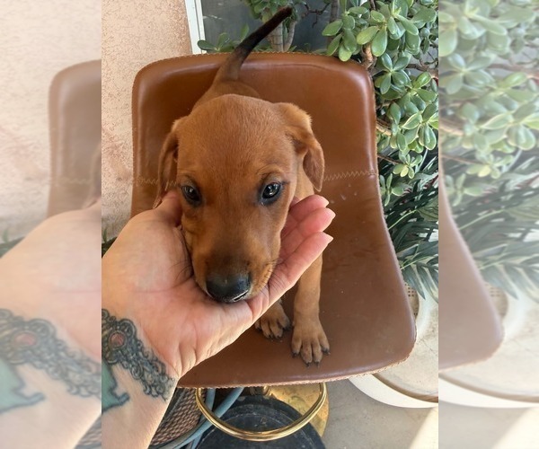 Medium Photo #8 Doberman Pinscher-Mountain Cur Mix Puppy For Sale in TEMECULA, CA, USA