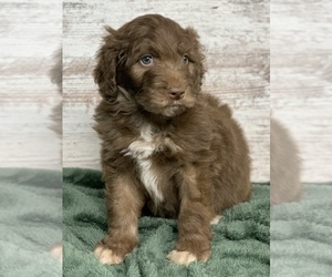 Aussiedoodle Puppy for sale in CHARLESTON, WV, USA