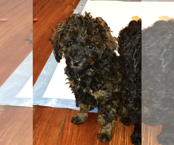 Medium Photo #5 Poodle (Toy) Puppy For Sale in BALTIMORE, MD, USA