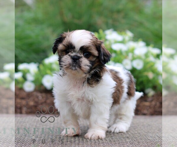 Medium Photo #5 Shih Tzu Puppy For Sale in GORDONVILLE, PA, USA