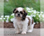 Small #4 Shih Tzu