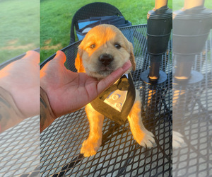 Golden Retriever Puppy for sale in NOVI, MI, USA