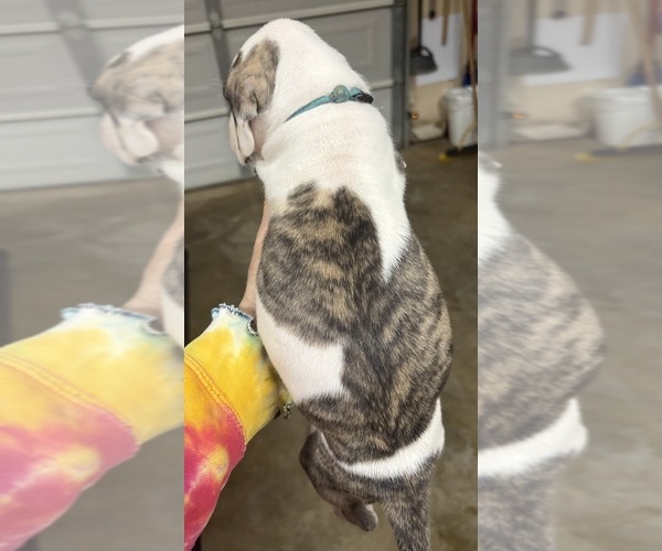 Medium Photo #2 Great Dane Puppy For Sale in CLANTON, AL, USA