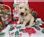 Puppy 6 Goldendoodle