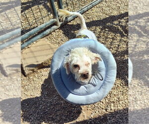 Poodle (Miniature) Dogs for adoption in Mukwonago, WI, USA