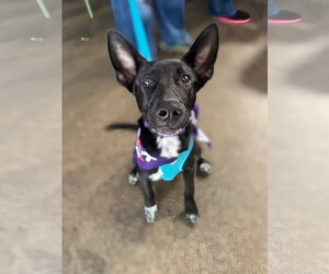 Mutt Dogs for adoption in Holly Springs, NC, USA