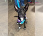 Small Mutt