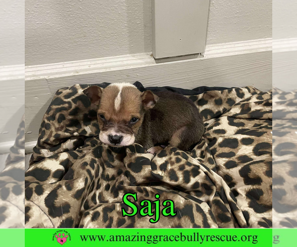 Medium Photo #10 Bulldog-Unknown Mix Puppy For Sale in Milton, FL, USA