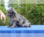 Small #18 Poodle (Toy)