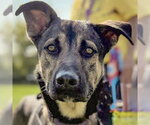 Small #1 German Shepherd Dog Mix