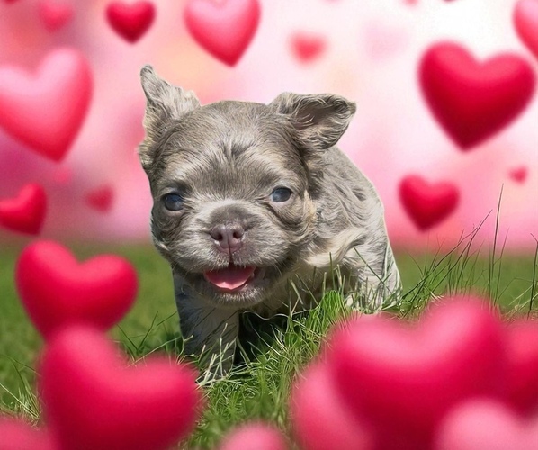 Medium Photo #8 French Bulldog Puppy For Sale in HILLSBOROUGH, NJ, USA