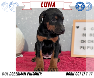 Medium Doberman Pinscher