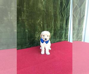 Goldendoodle-Poodle (Miniature) Mix Puppy for sale in WINTER HAVEN, FL, USA