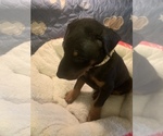 Small Photo #2 Doberman Pinscher Puppy For Sale in MONROE CITY, MO, USA
