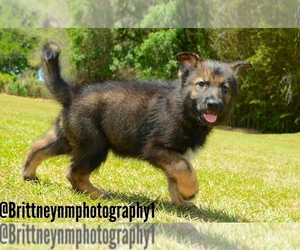 German Shepherd Dog-Siberian Husky Mix Puppy for sale in MULBERRY, FL, USA
