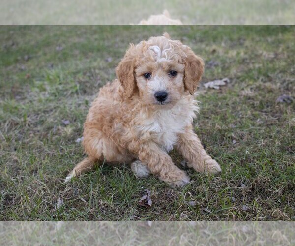 Medium Photo #2 Goldendoodle (Miniature) Puppy For Sale in FRESNO, OH, USA