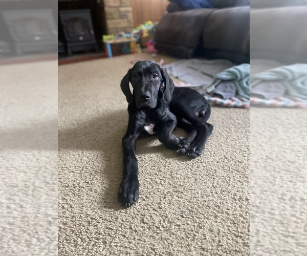 Medium Photo #1 Great Dane Puppy For Sale in HARRISBURG, PA, USA