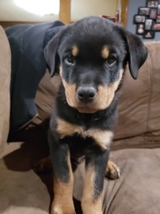 Rottweiler Puppy for sale in PASADENA, TX, USA