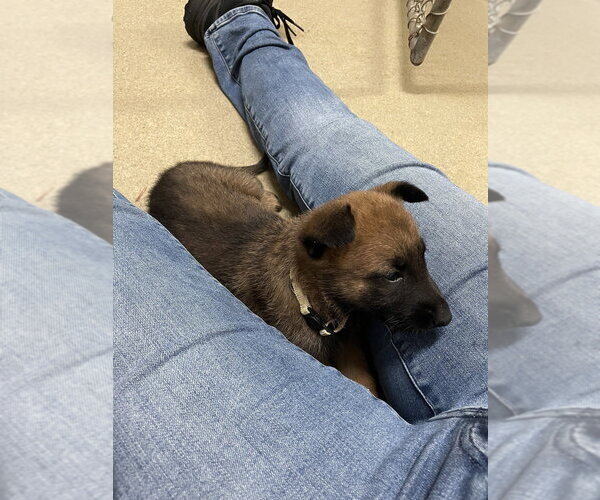 Medium Photo #6 Mutt Puppy For Sale in Imlay City, MI, USA