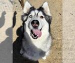 Small #1 Siberian Husky Mix