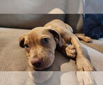 Small #9 American Pit Bull Terrier-Bulldog Mix