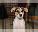 Small #1 Jack Russell Terrier Mix