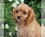 Small #3 Cavapoo