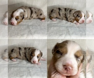 Miniature Australian Shepherd Puppy for sale in BROOKER, FL, USA