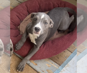 Rosey. Urgently needs Foster or Adopter - Female American Staffordshire Terrier-Retriever  Mix Dog for Adoption - Photo #3