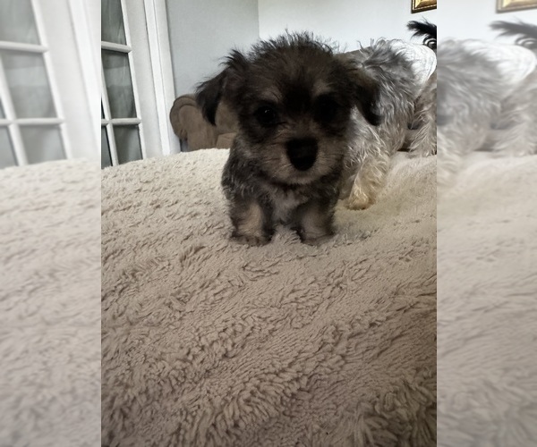 Medium Photo #3 Chorkie Puppy For Sale in WILMINGTON, NC, USA