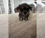 Small #2 Chorkie