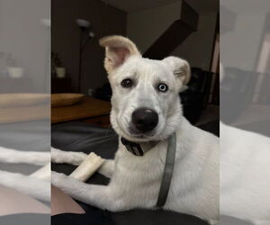 Great Pyrenees-Huskies Mix Dogs for adoption in Princeton, MN, USA