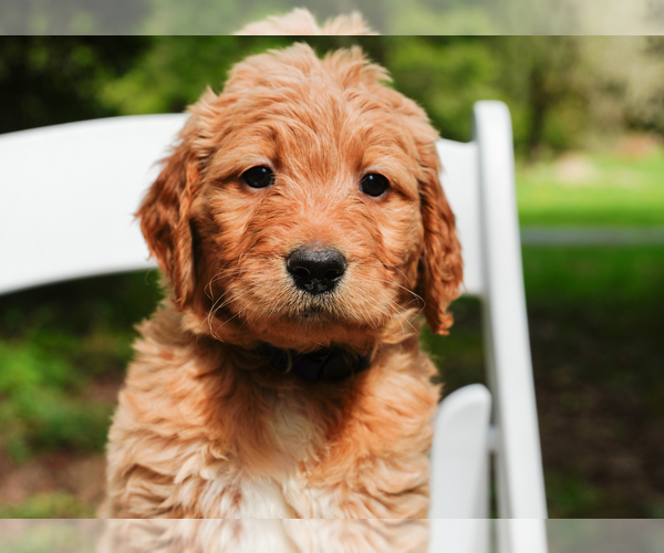 Medium Photo #4 Goldendoodle Puppy For Sale in ASHFORD, WA, USA