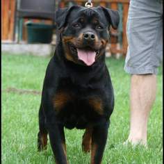 Mother of the Rottweiler puppies born on 06/25/2017