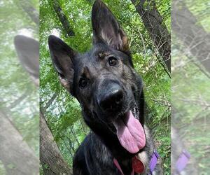 ANNA - Female German Shepherd Dog Dog for Adoption - Photo #2