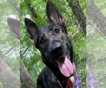 Small Photo #2 German Shepherd Dog Puppy For Sale in Dedham, MA, USA