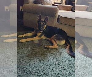 German Shepherd Dog Dogs for adoption in Aurora, IN, USA