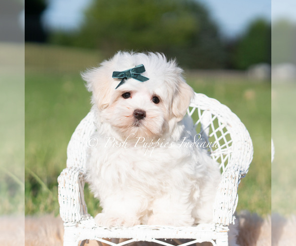 Medium Photo #4 Maltese Puppy For Sale in WARSAW, IN, USA